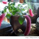 피고지고 이미지