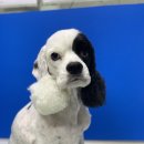 포일동물병원 이미지