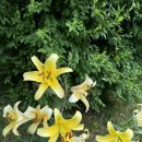 솔리,자운 이미지