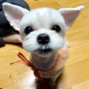 샵봄애견샵 이미지