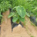 천남농장 이미지