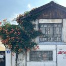 맘스터치 자인점 | 대구 경산 능소화 명소 적산가옥 실시간 개화 상황 위치