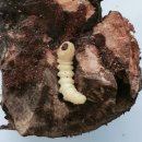 하늘소농장 이미지