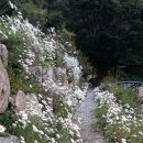 잣나무집정원 이미지