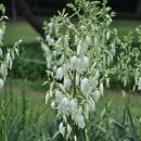 신트리공원 이미지