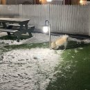 퍼피스테이 온수수영장 애견펜션 이미지