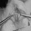 페토피아 동물병원 이미지