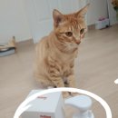 펫딩 | 어바웃펫 - 펫띵 점액제거 개식기 안전세제 추천^^