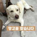 (강아지 실종) 라브라도 망고를 찾습니다 !! 목줄착용 가능성 있어요 !! 이미지