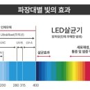 제디