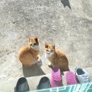 하저해수욕장 이미지