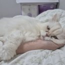 러브냥냥 | 2025 궁디팡팡 캣페스타 세텍, 고양이 박람회 후기, 고양이 습식사료 습식파우치 급여 후기