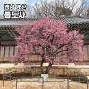 대도장 | 경남 양산 통도사 홍매화 가장 먼저 봄을 알리는 꽃 양산주말 사찰 나들이 양산데이트 홍매화사진명소