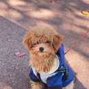 희야네 애견미용실 이미지