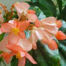 다이야몬드 이미지