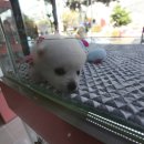 헬로펫 여수 이미지