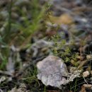 끈끈이귀개 Drosera peltata Thunb. var. nipponica (Masam.) Ohwi 이미지