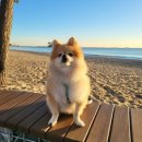 🐶 반려견 건강보조제 3종 한 달 사용후기 🐾 관절, 심장, 두뇌까지! 우리 아이 건강을 위해 선택했어요