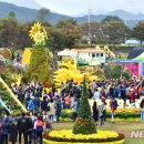 장성황룡강노란꽃잔치 축제장4 이미지