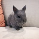 달펫 소동물샵 이미지