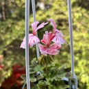 스텔라티스 이미지