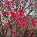 로즈마리 정원 이미지