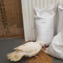 지푸라기농장 이미지