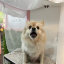 미래펫미용 이미지