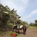 스와브호텔 | 제주 3박4일 여행코스 둘째날 / 광치기해변 승마 / 녹산로길 유채꽃밭 / 성게,보말 미역국 정식 / 수국...