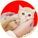 아담스펫강아지분양고양이분양