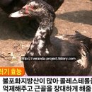 몽산포 기러기농장 이미지