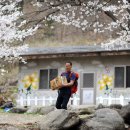 4월10일 추억이 깃든 청평 고동산 벚꽃 산행 합니다 이미지