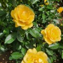 태백빵구
