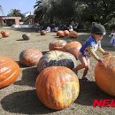 호박스포츠 이미지