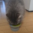 나도 고양이 생겼다 | 고양이 혈변 보고 깜짝, 장 트러블 관리 시작