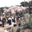 ＜귀한 자료＞ 광주 전남의 옛모습 이미지