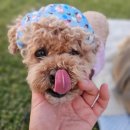 이서동물병원 | 강아지 소변 피 방광염 혈뇨 요로결석 대구 달서구 이서동물병원 대구 동물병원