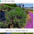 퍼플꽃순이