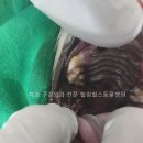 서초힐스동물병원 이미지