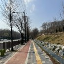 원신근린공원 | SK 석유 화학 벚꽃 단지 데이트 (4월 10일 현황, 실시간, 주차)