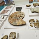 달성화석박물관 이미지