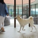 빌라누트 네이버블로그