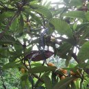 비파나무 열매, 개머루덩굴 잎 줄기, 얼룩조릿대 잎 줄기 이미지