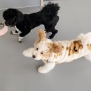 옐레드 애견유치원&애견호텔 대구신월성점 이미지