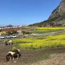 한동애온 | 여행 DAY3 : 치치퐁, 사계해변, 짱구분식, 허니문하우스, 정방폭포, 에코승마아카데미, 오누이, 한동애온
