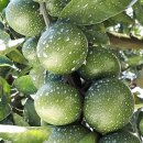 김종우 농장 이미지