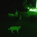 란주라면 이미지