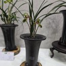 한국춘란 전시회 이미지