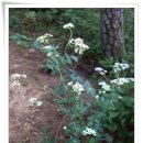 마곡사3 이미지