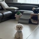 신라카센터 | 급으로 떠난 인천 파라다이스시티 [프리미어 디럭스 룸 ]